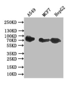 CD44 Antibody (19H12), Novus Biologicals 100 &mu;L, Unconjugated:Antibodies,
