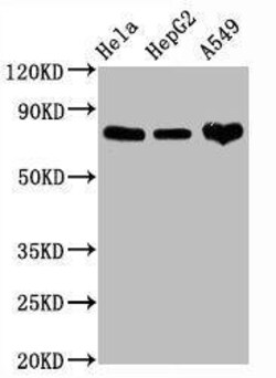 CD44 Antibody (4B7), Novus Biologicals 50 &mu;L | Buy Online | Novus Biologicals | Fisher Scientific