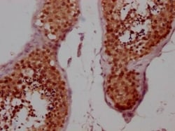 Cyclin E1 Antibody (3A5), Novus Biologicals 100 &mu;L, Unconjugated:Antibodies,