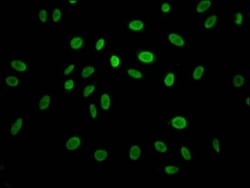 Cyclin E1 Antibody (3A5), Novus Biologicals 100 &mu;L, Unconjugated:Antibodies,
