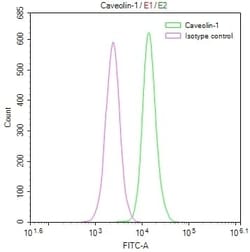 Caveolin-1 Antibody (2A7), Novus Biologicals:Antibodies:Primary Antibodies