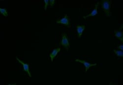 Caspase-9 Antibody (8G5), Novus Biologicals:Antibodies:Primary Antibodies