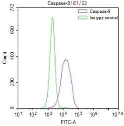 Caspase-9 Antibody (8G5), Novus Biologicals:Antibodies:Primary Antibodies