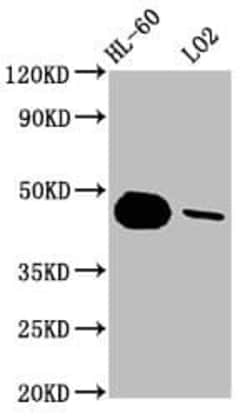 Caspase-9 Antibody (2D5), Novus Biologicals:Antibodies:Primary Antibodies