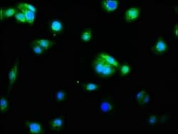 Caspase-9 Antibody (2D5), Novus Biologicals:Antibodies:Primary Antibodies