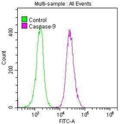 Caspase-9 Antibody (2D5), Novus Biologicals:Antibodies:Primary Antibodies