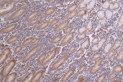 Caspase-3 Antibody (14C1), Novus Biologicals:Antibodies:Primary Antibodies