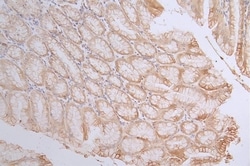 Caspase-3 Antibody (14C1), Novus Biologicals:Antibodies:Primary Antibodies