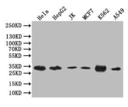 Caspase-3 Antibody (14C1), Novus Biologicals:Antibodies:Primary Antibodies