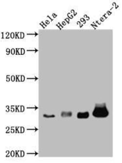 Caspase-3 Antibody (5B2) - Pro, Novus Biologicals 100 &mu;L, Unconjugated:Antibodies,