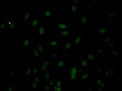 Caspase-3 Antibody (5B2) - Pro, Novus Biologicals 100 &mu;L, Unconjugated:Antibodies,