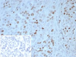 Novus Biologicals Pax4 Antibody (PAX4/7598), Novus Biologicals 20 &mu;g,