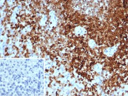 Novus Biologicals SHP-1 Antibody (PTPN6/7543), Novus Biologicals:Antibodies:Primary