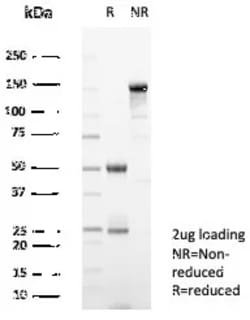 Novus Biologicals Siglec-10 Antibody (SIGLEC10/7581), Novus Biologicals:Antibodies:Primary
