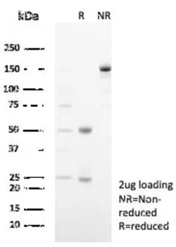 Novus Biologicals Siglec-10 Antibody (SIGLEC10/7583), Novus Biologicals
