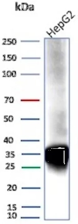 Novus Biologicals Aldo-keto Reductase 1C1/AKR1C1 Antibody (AKR1C1/9069),