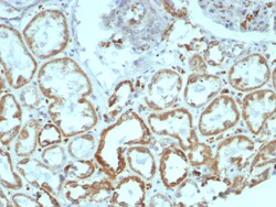 Novus Biologicals MR1 Antibody (MR1/7577), Novus Biologicals:Antibodies:Primary