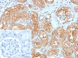 Novus Biologicals MxA/Mx1 Antibody (MX1/7530), Novus Biologicals:Antibodies:Primary