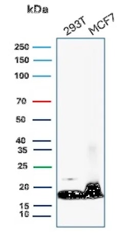 Novus Biologicals NM23-H2/NME2 Antibody (NME2/6434), Novus Biologicals:Antibodies:Primary