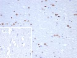 Novus Biologicals Neurogenin-3 Antibody (NGN3/1809), Novus Biologicals