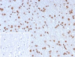 Novus Biologicals Neurogenin-3 Antibody (NGN3/7698), Novus Biologicals