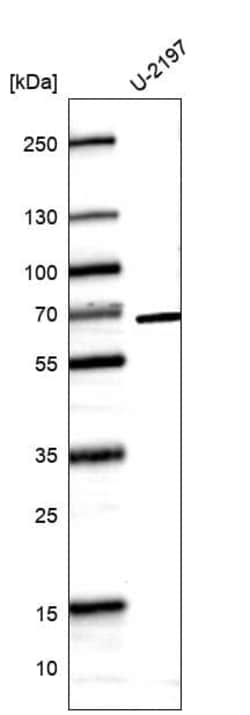 Novus Biologicals CDC2L6 Antibody (CL14114), Novus Biologicals 25 &mu;L;
