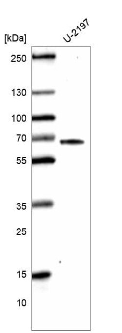 Novus Biologicals CDC2L6 Antibody (CL14116), Novus Biologicals 25 &mu;L;