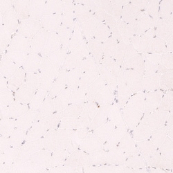 Novus Biologicals CDC2L6 Antibody (CL14116), Novus Biologicals 25 &mu;L;