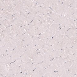 Novus Biologicals Porimin Antibody (CL14381), Novus Biologicals 100 &mu;L;
