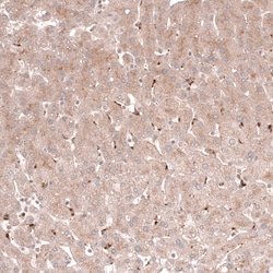 Novus Biologicals Porimin Antibody (CL14381), Novus Biologicals 100 &mu;L;