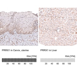 Novus Biologicals PRRX1 Antibody (CL14471), Novus Biologicals 25 &mu;L;