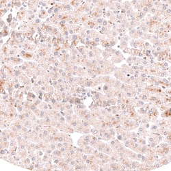 Novus Biologicals PRRX1 Antibody (CL14471), Novus Biologicals 25 &mu;L;