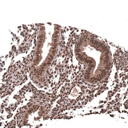 Novus Biologicals PRRX1 Antibody (CL14471), Novus Biologicals 25 &mu;L;