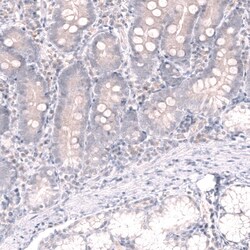 Novus Biologicals Pax5/BSAP Antibody (CL14548), Novus Biologicals 25 &mu;L;