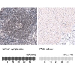 Novus Biologicals Pax5/BSAP Antibody (CL14548), Novus Biologicals 25 &mu;L;