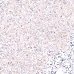 Novus Biologicals Pax5/BSAP Antibody (CL14548), Novus Biologicals 25 &mu;L;