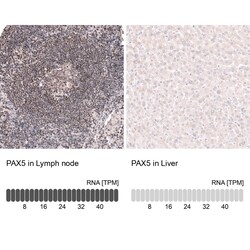 Novus Biologicals Pax5/BSAP Antibody (CL14550), Novus Biologicals:Antibodies:Primary