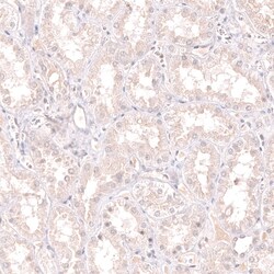 Novus Biologicals Pax5/BSAP Antibody (CL14550), Novus Biologicals:Antibodies:Primary