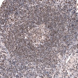 Novus Biologicals Pax5/BSAP Antibody (CL14550), Novus Biologicals:Antibodies:Primary