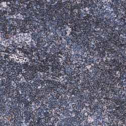 Novus Biologicals Pax5/BSAP Antibody (CL14550), Novus Biologicals:Antibodies:Primary