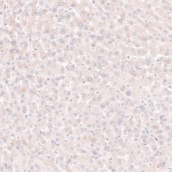 Novus Biologicals Pax5/BSAP Antibody (CL14550), Novus Biologicals:Antibodies:Primary