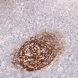 Novus Biologicals CD21 Antibody (CL14556), Novus Biologicals:Antibodies:Primary