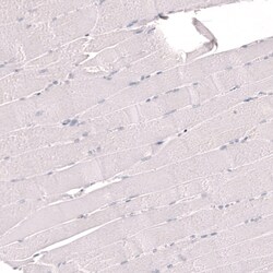 Novus Biologicals IFI27 Antibody (CL14627), Novus Biologicals:Antibodies:Primary