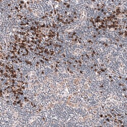 Novus Biologicals IFI27 Antibody (CL14627), Novus Biologicals:Antibodies:Primary