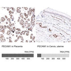 Novus Biologicals CD31/PECAM-1 Antibody (CL14693), Novus Biologicals 25