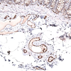 Novus Biologicals CD31/PECAM-1 Antibody (CL14693), Novus Biologicals 25
