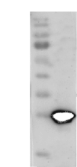 Novus Biologicals Porcine Circovirus 2 Capsid Antibody - Azide and BSA