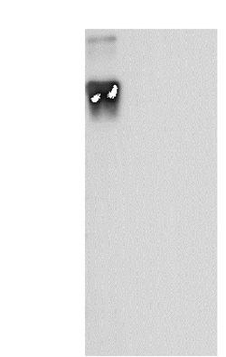 Novus Biologicals Varicella Zoster Virus Glycoprotein E Antibody (09) -