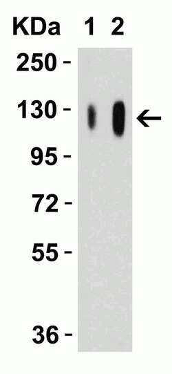 Novus Biologicals SARS-CoV-2 Spike S1 Antibody - BSA Free, Novus Biologicals 0.1 mg | Buy Online | Novus Biologicals&trade; | Fisher Scientific