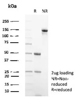 Non-species specific IgG2a Isotype Control (IGG2a/6723), Novus Biologicals&trade;